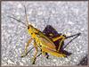 [Sj scans - Critteria 2]  Grasshopper