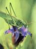 [Sj scans - Critteria 2]  Grasshopper