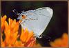 [Sj scans - Critteria 2]  Gray Hairstreak Butterfly