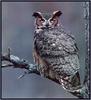 [Sj scans - Critteria 2]  Great Horned Owl