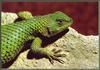 [Sj scans - Critteria 2]  Green Lizard