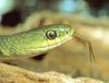 [Sj scans - Critteria 2]  Green Snake