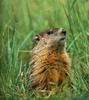 [Sj scans - Critteria 2]  Groundhog