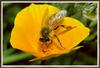 [Sj scans - Critteria 2]  Honeybee