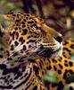 [Sj scans - Critteria 2]  Jaguar