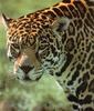 [Sj scans - Critteria 2]  Jaguar
