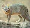 [Sj scans - Critteria 2]  Kit fox