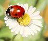 [Sj scans - Critteria 2]  Ladybug