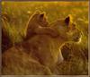 [Sj scans - Critteria 2]  Lions