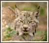 [Sj scans - Critteria 2]  Lynx