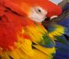 [Sj scans - Critteria 2]  Macaw