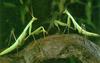 [Sj scans - Critteria 2]  Mantis