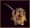 [Sj scans - Critteria 2]  Marsh Mouse