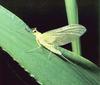 [Sj scans - Critteria 2]  Mayfly (Order: Ephemeroptera)