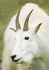 [Sj scans - Critteria 2]  Rocky Mountain Goat