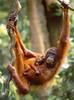 [Sj scans - Critteria 2]  Orangutan