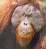 [Sj scans - Critteria 2]  Orangutan