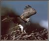 [Sj scans - Critteria 2]  Osprey