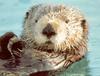 [Sj scans - Critteria 2]  Sea Otter
