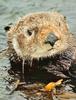 [Sj scans - Critteria 2]  Sea Otter