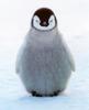 [Sj scans - Critteria 3]  Emperor Penguin