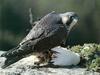 [Sj scans - Critteria 3]  Peregrine Falcon