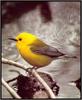 [Sj scans - Critteria 3]  Prothonotary Warbler