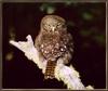 [Sj scans - Critteria 3] Pygmy Owl