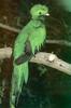 [Sj scans - Critteria 3] Resplendent Quetzal, Pharomachrus mocinno
