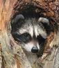 [Sj scans - Critteria 3] Raccoon