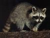 [Sj scans - Critteria 3] Raccoon