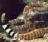 [Sj scans - Critteria 3] Rattlesnake