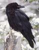 [Sj scans - Critteria 3] Raven