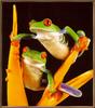 [Sj scans - Critteria 3] Red-eyed Leaffrog