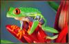 [Sj scans - Critteria 3] Red-eyed Leaffrog