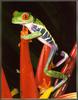 [Sj scans - Critteria 3] Red-eyed Leaffrog