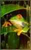 [Sj scans - Critteria 3] Red-eyed Leaffrog