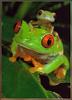 [Sj scans - Critteria 3] Red-eyed Treefrog