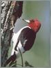 [Sj scans - Critteria 3] Red-headed Woodpecker