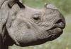 [Sj scans - Critteria 3] Rhino