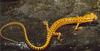 [Sj scans - Critteria 3] Salamander