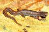 [Sj scans - Critteria 3] Salamander