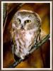 [Sj scans - Critteria 3] Saw-whet Owl -- northern saw-whet owl (Aegolius acadicus)