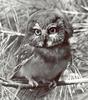 [Sj scans - Critteria 3] Saw-whet Owl - northern saw-whet owl (Aegolius acadicus)