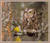 [Sj scans - Critteria 3] Screech Owl