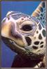[Sj scans - Critteria 3] Sea Turtle