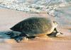 [Sj scans - Critteria 3] Sea Turtle