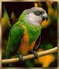 [Sj scans - Critteria 3] Senegal Parrot