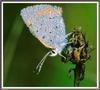 [Sj scans - Critteria 3] Shasta Blue Butterfly