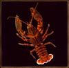 [Sj scans - Critteria 3] Shasta Crayfish